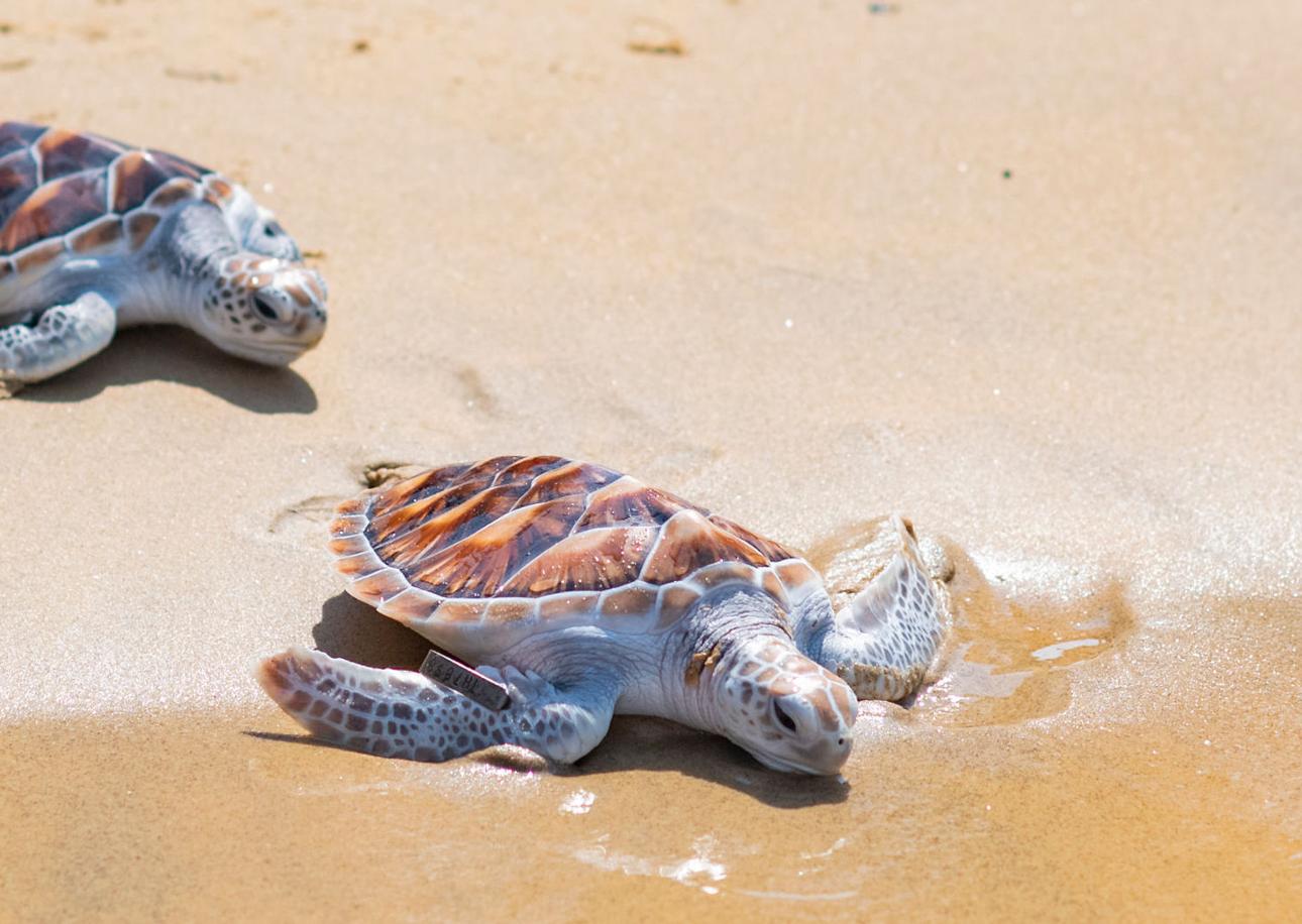 Things that Spark Joy: Anantara’s Annual Baby Turtle and Shark Release