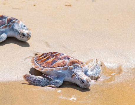 Things that Spark Joy: Anantara’s Annual Baby Turtle and Shark Release