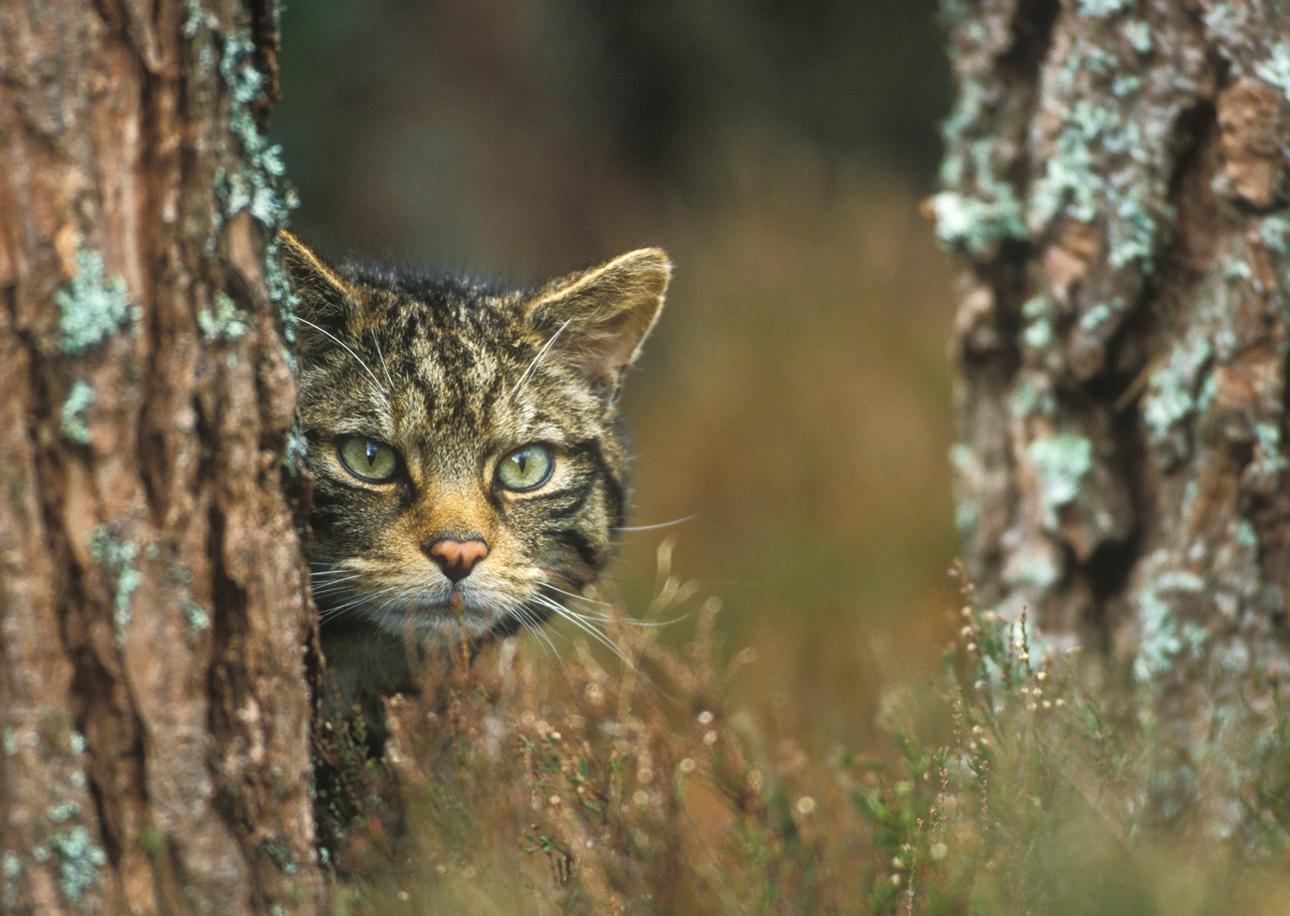 Koktail Insights: The Saving Wildcats Project