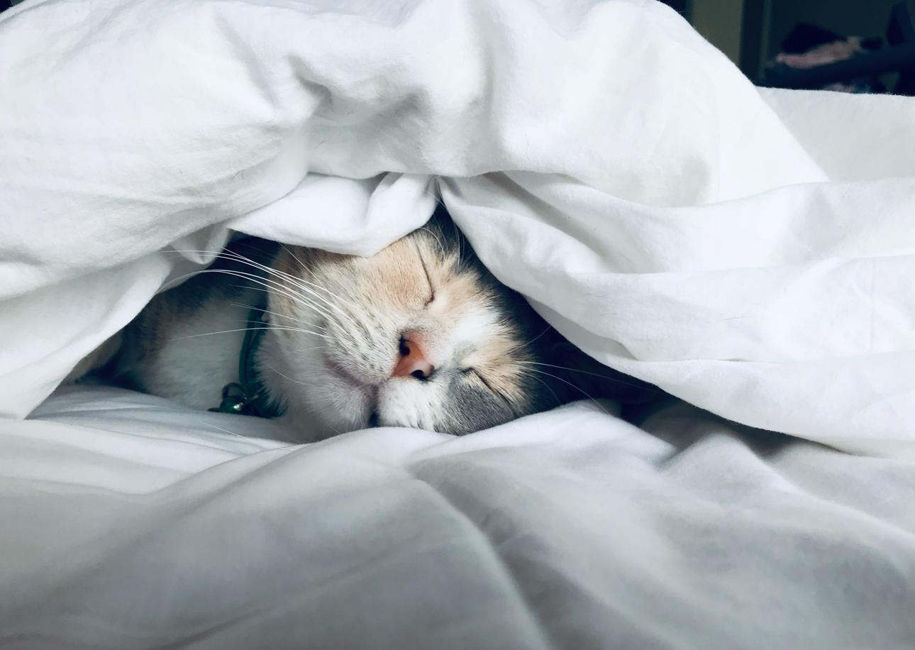 10 Cat-Friendly House Plants
