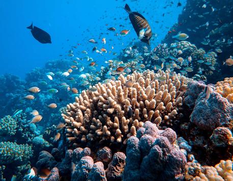 Great Barrier Reef Shows Highest Coral Cover in 36 Years