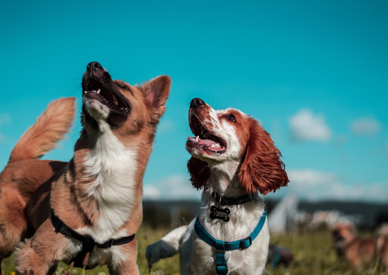 Can Pets Improve Our Mental Health?