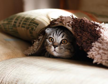 Eco-Chic and Sustainable Essentials for Furry Friends