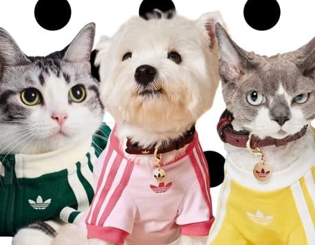 Paws Up for Adidas as the Fall Pet Line Lands in China