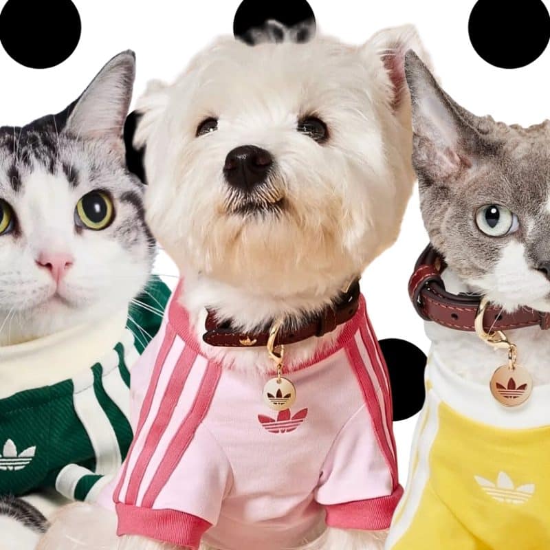 Paws Up for Adidas as the Fall Pet Line Lands in China