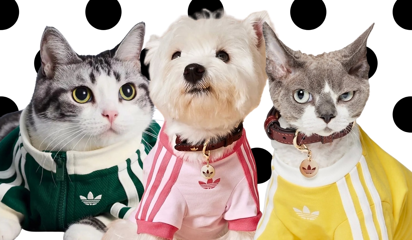 Paws Up for Adidas as the Fall Pet Line Lands in China