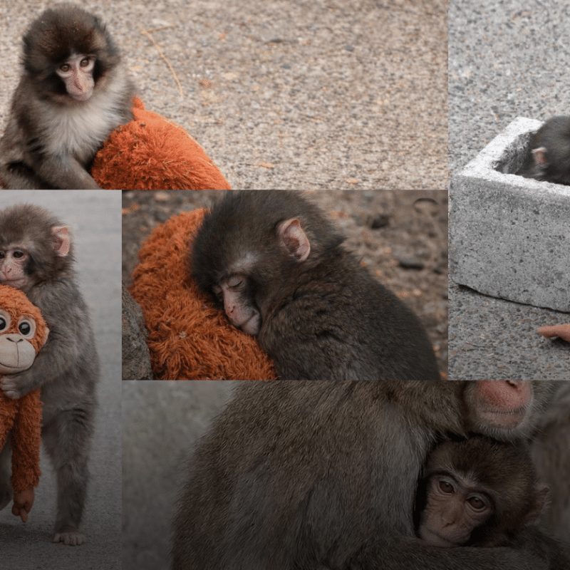 Punch-kun: What His Coming-of-Age Story Teaches Us